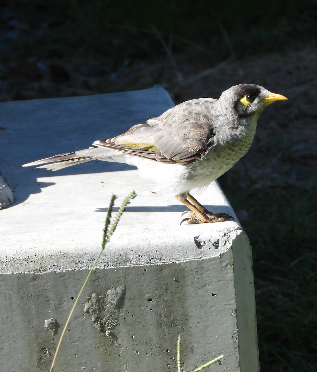 Noisy Miner - ML646430313