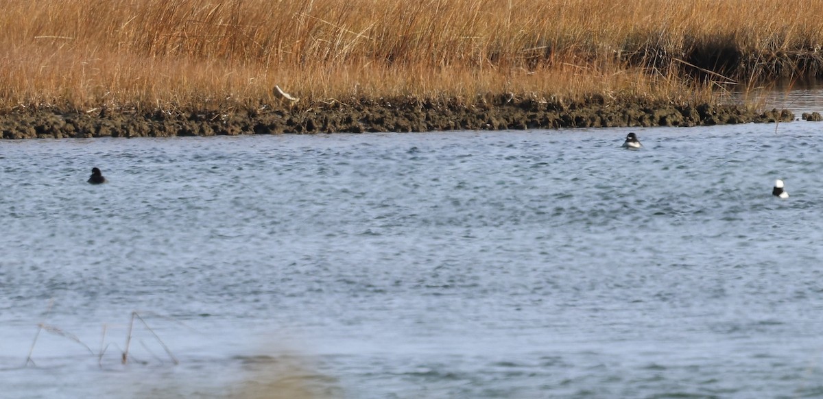 Bufflehead - ML646430316