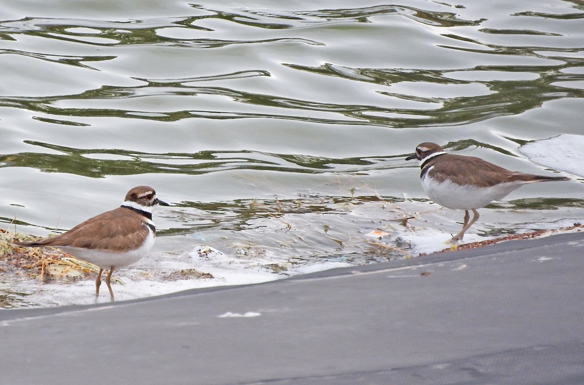 Killdeer - ML646430317