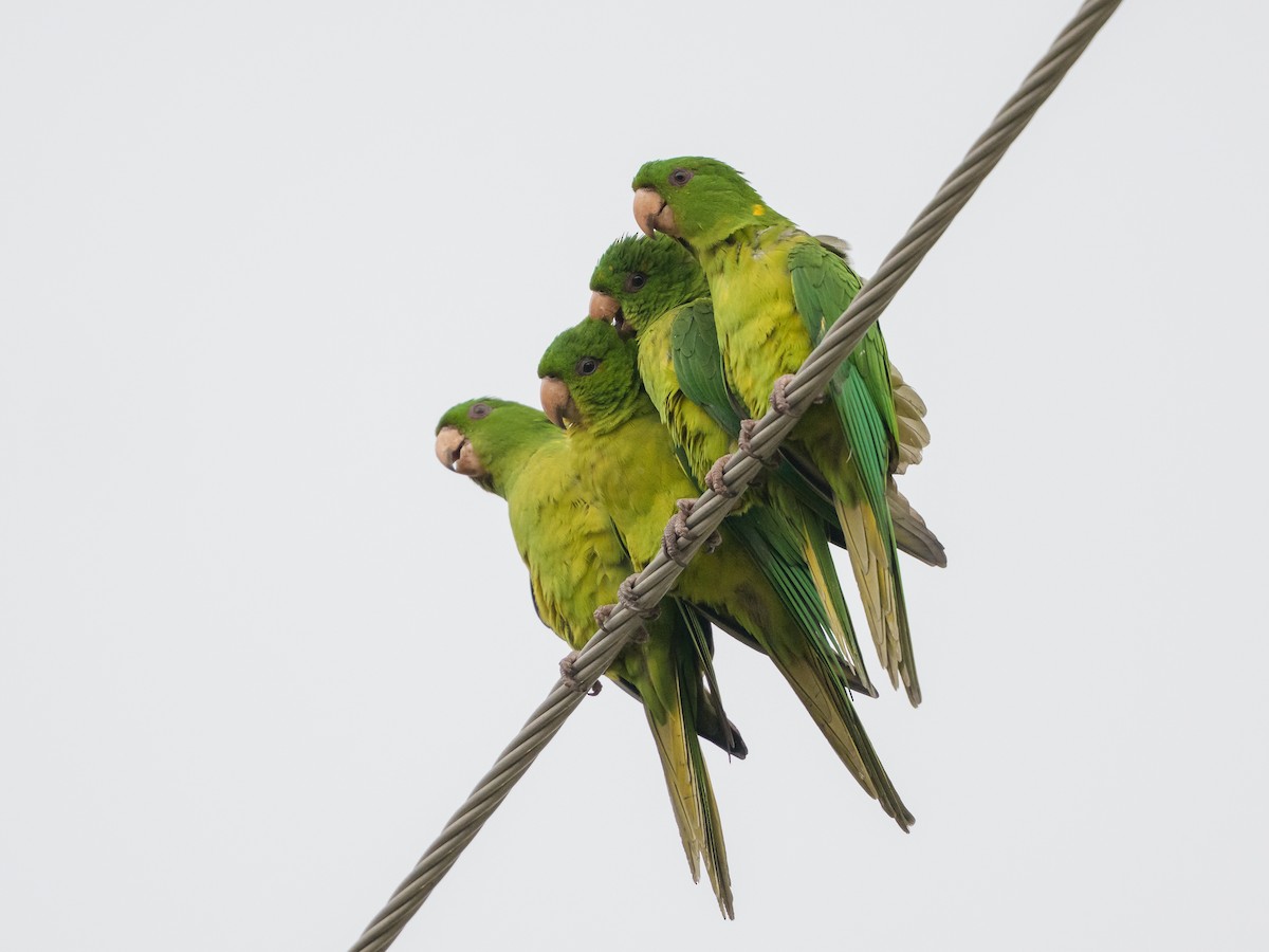 Green Parakeet - ML646430319