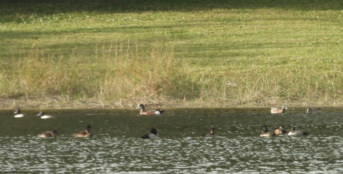 hvízdák americký - ML646430322