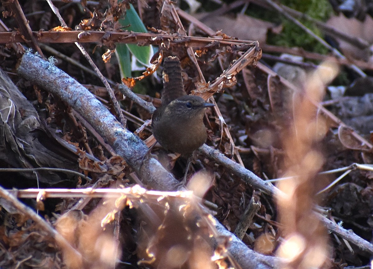 gjerdesmett - ML646430332