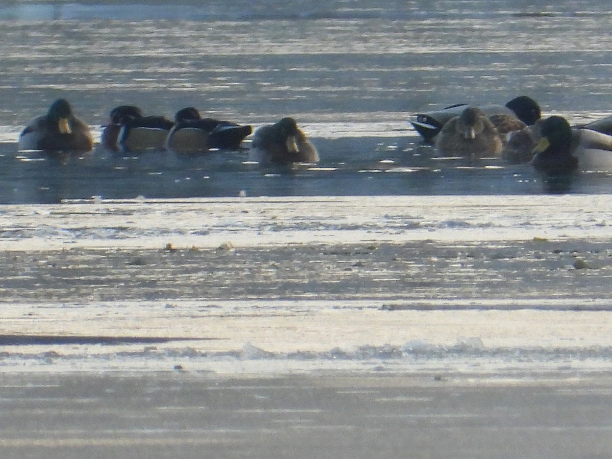 Wood Duck - ML646430333