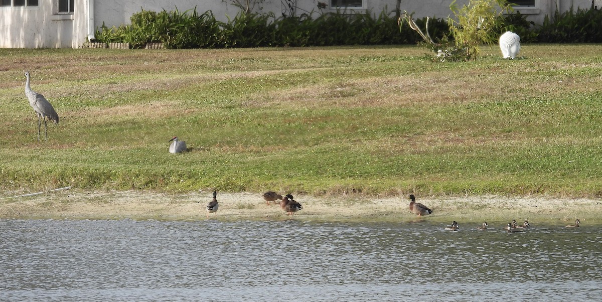 Ring-necked Duck - ML646430336