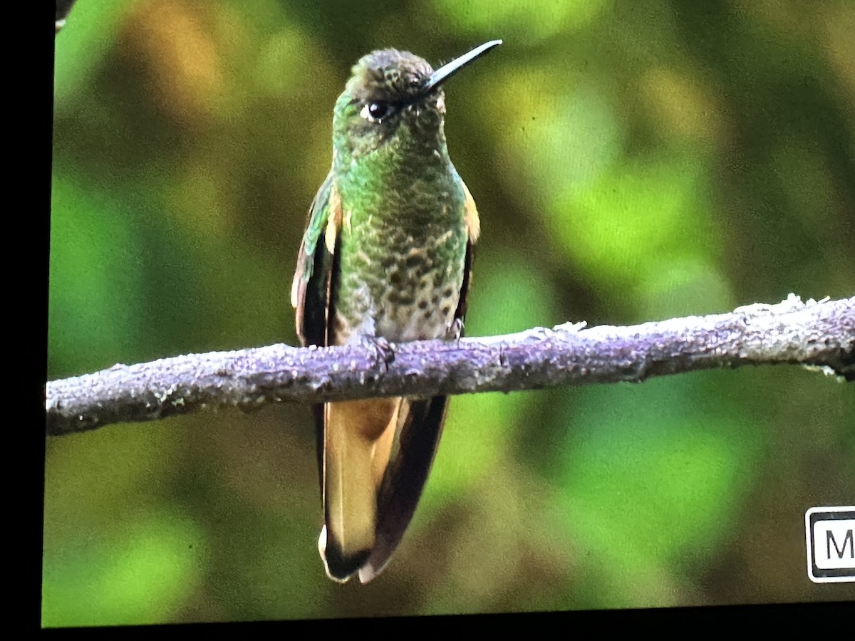 Colibri flavescent - ML646430337