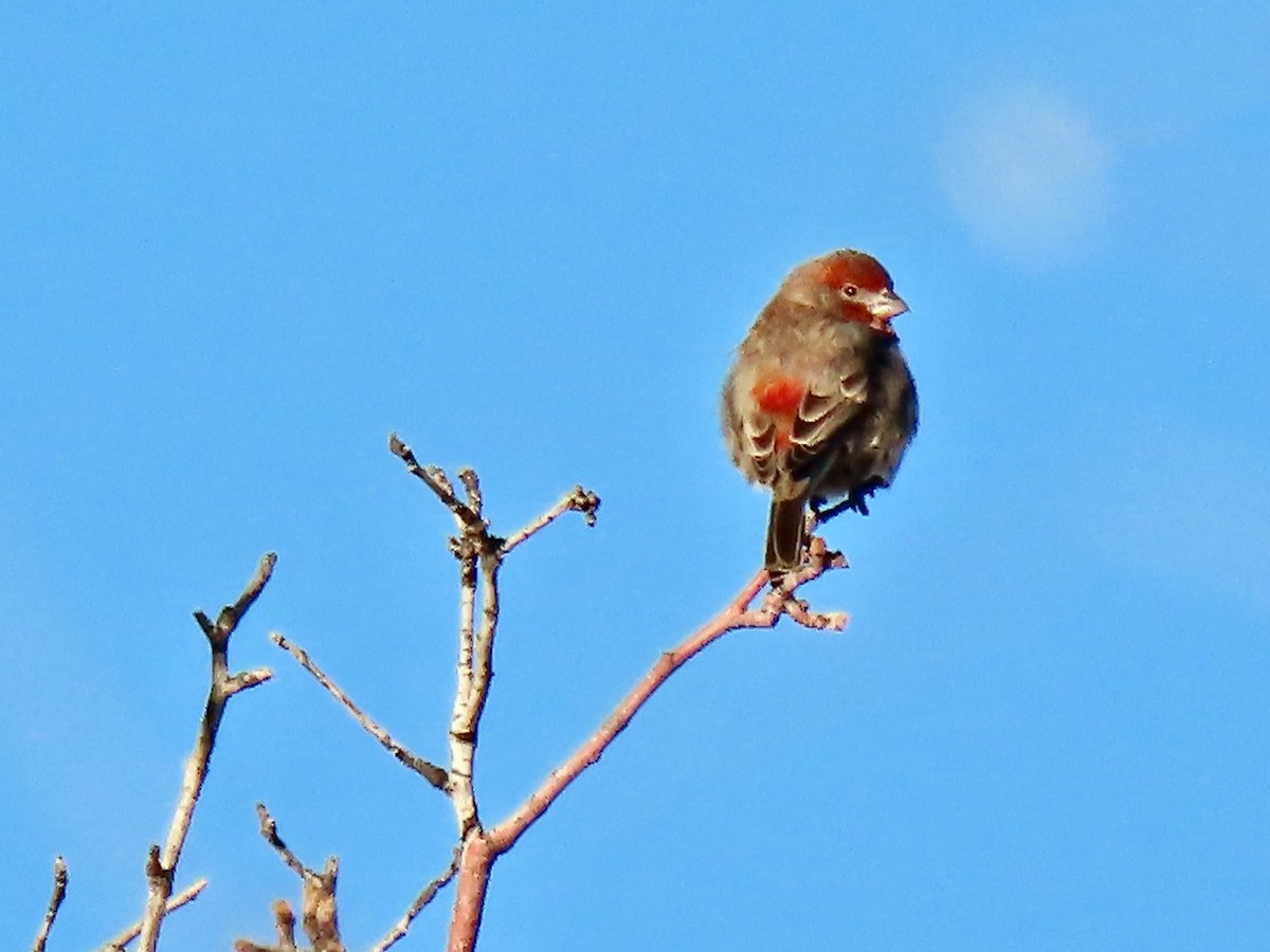 House Finch - ML646430339