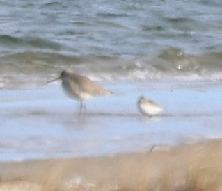 Willet - ML646430340