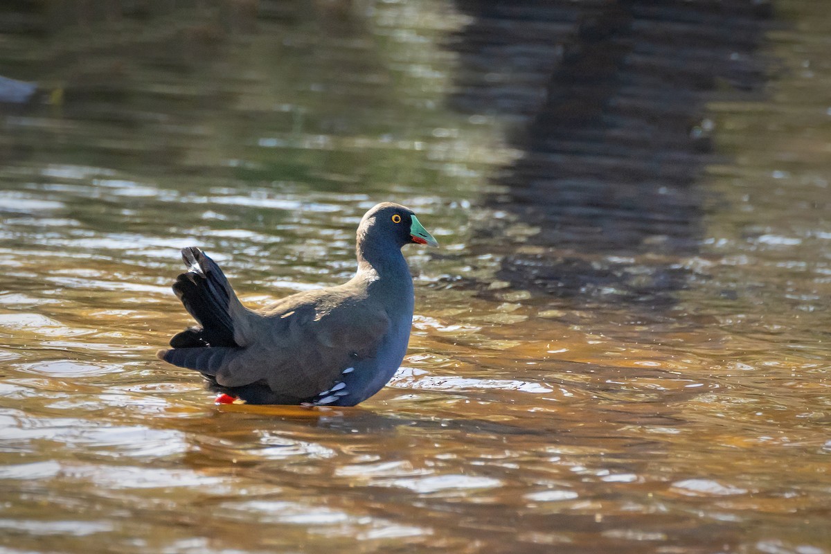 slípka černoocasá - ML646430346
