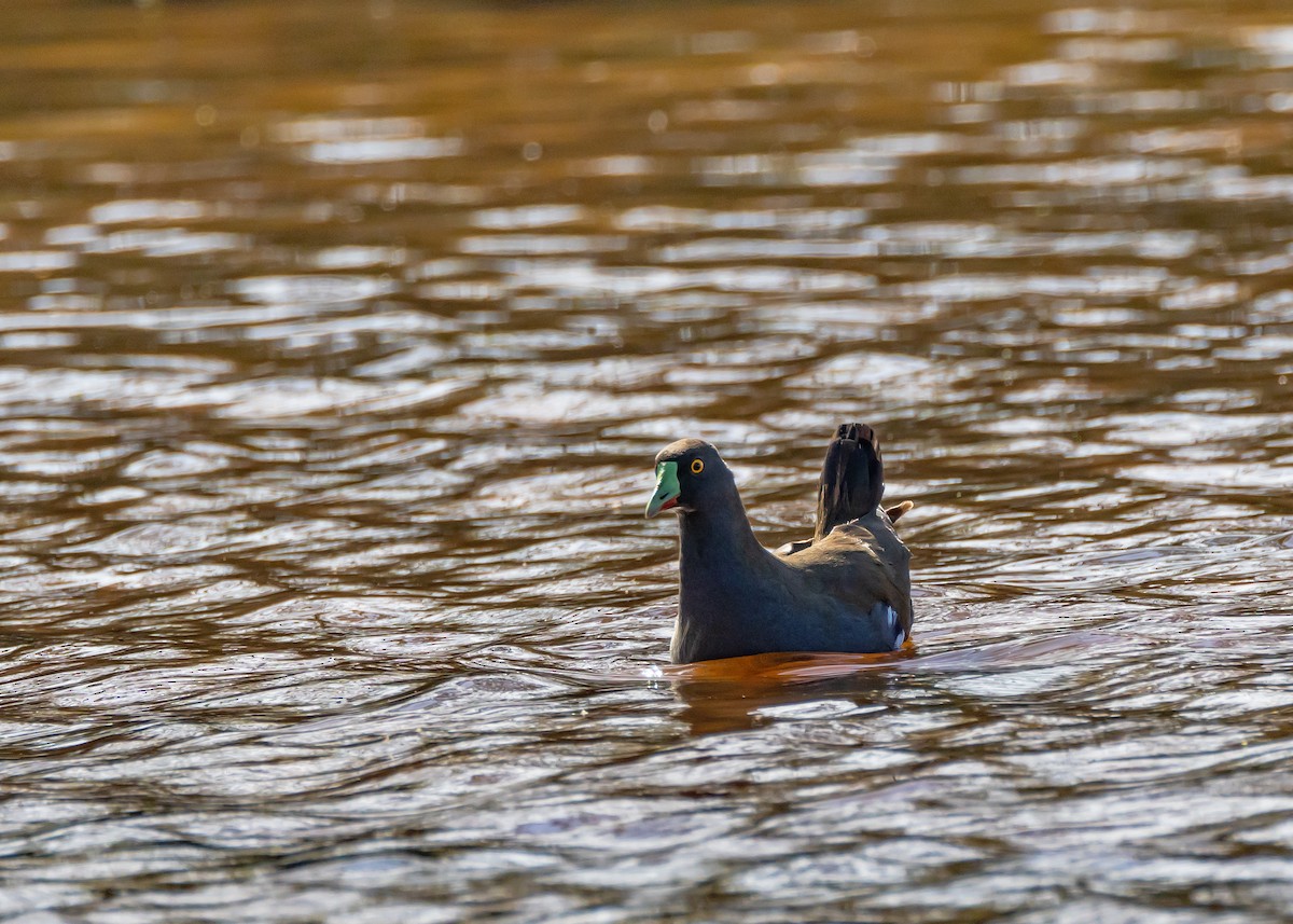 slípka černoocasá - ML646430347