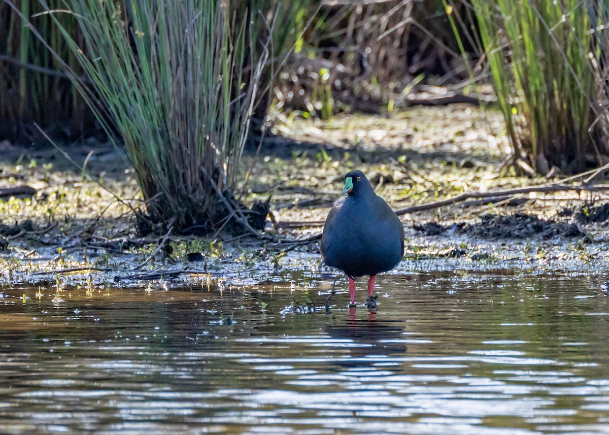 slípka černoocasá - ML646430348