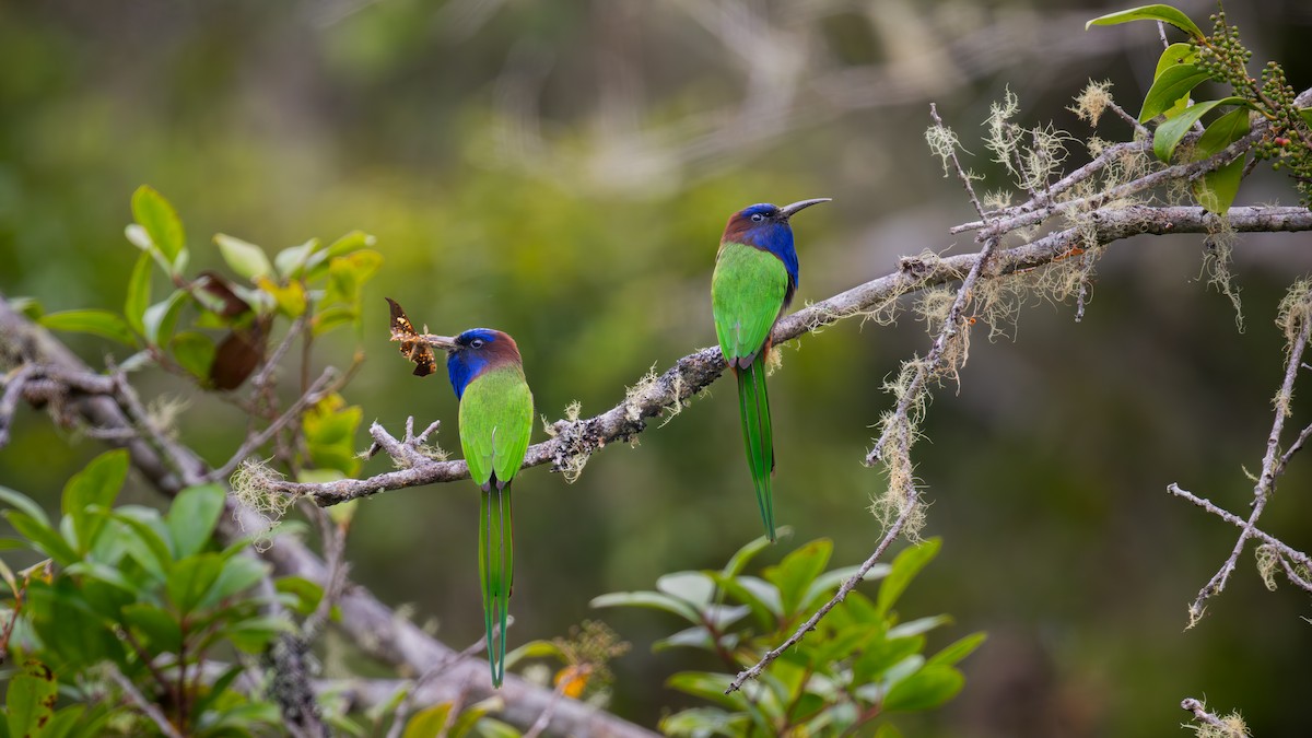 Purple-bearded Bee-eater - ML646430351