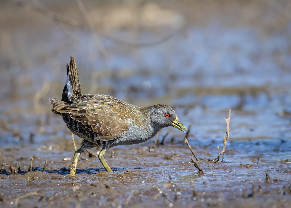 Australian Crake - ML646430359