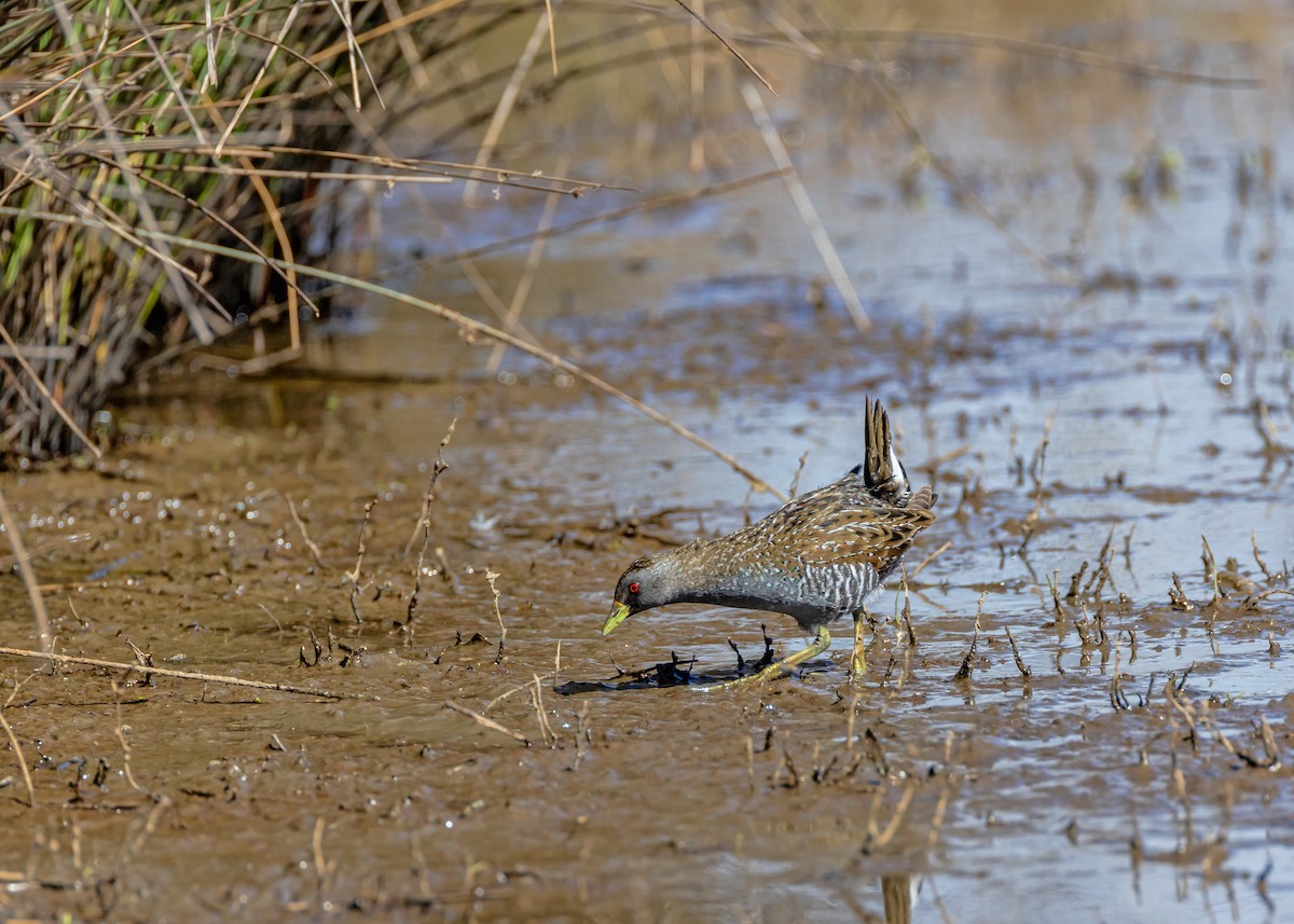Australian Crake - ML646430360