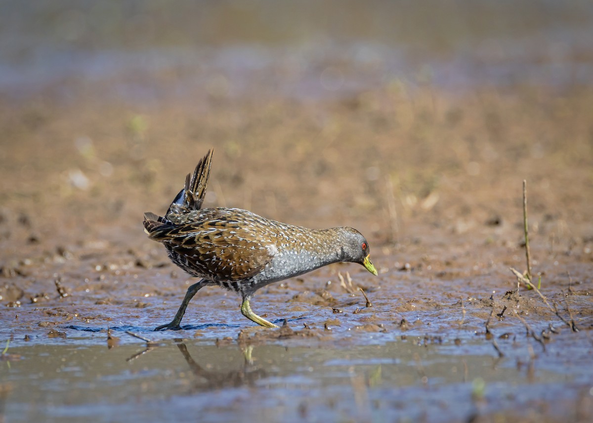Australian Crake - ML646430361
