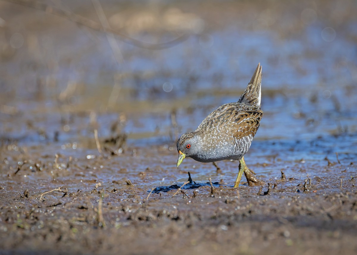 Australian Crake - ML646430362
