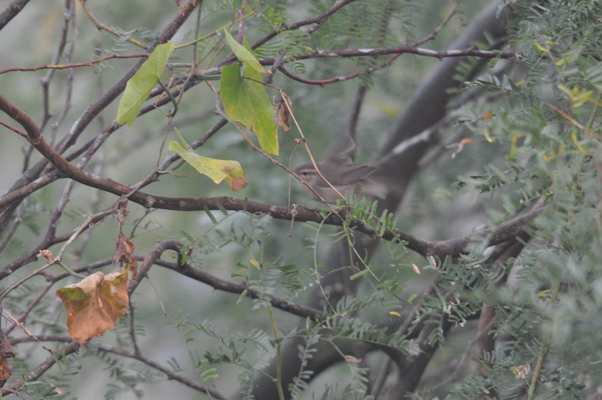 Esmer Çıvgın - ML646430364