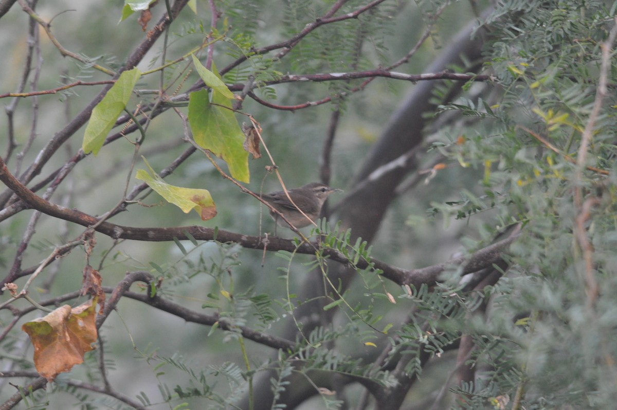 Esmer Çıvgın - ML646430366