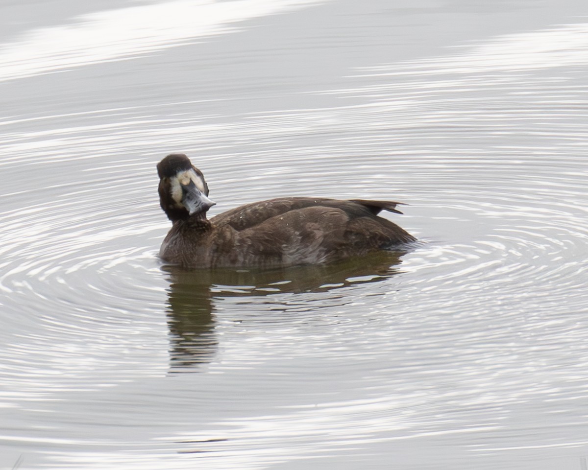 Greater Scaup - ML646430371