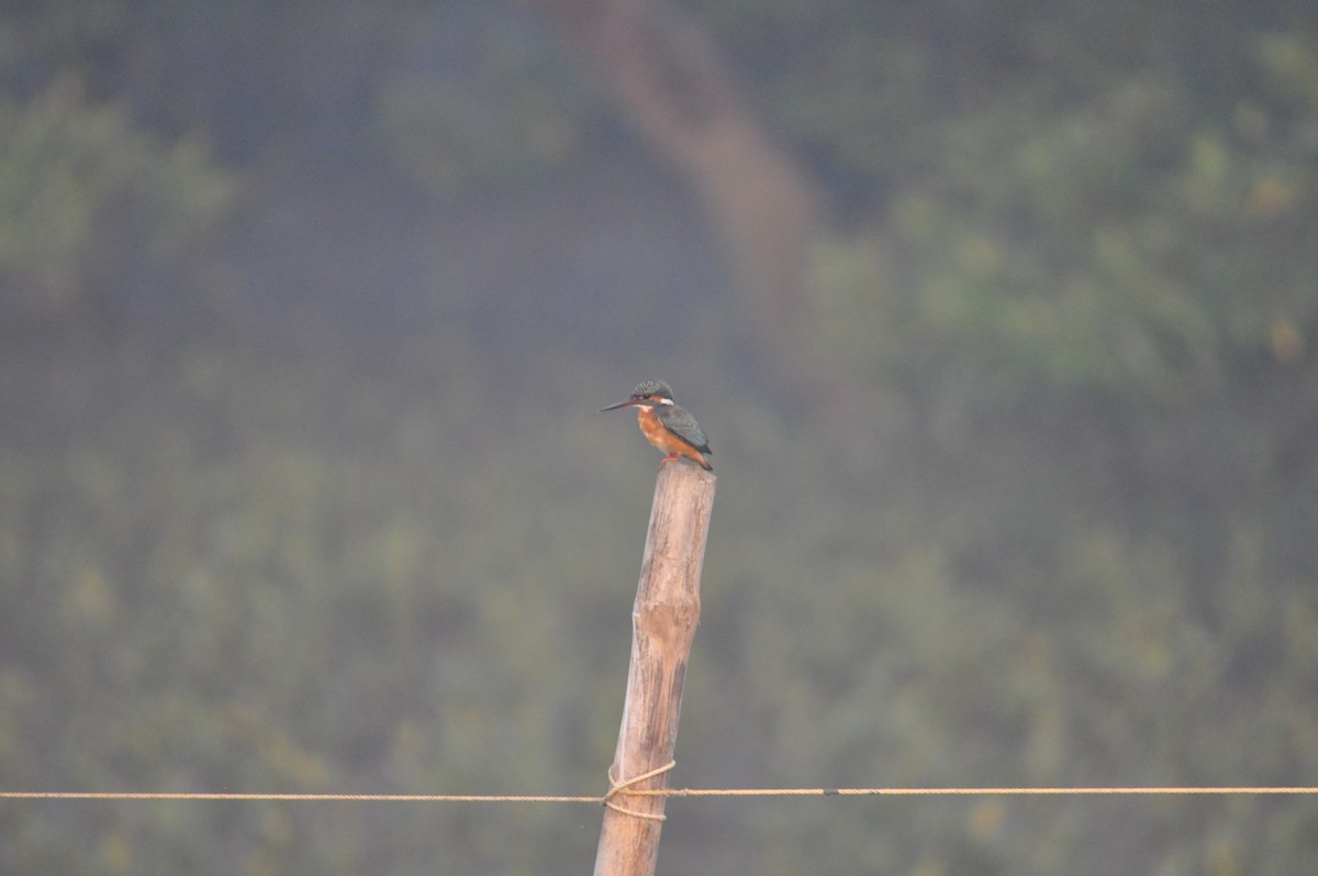 Common Kingfisher - ML646430372