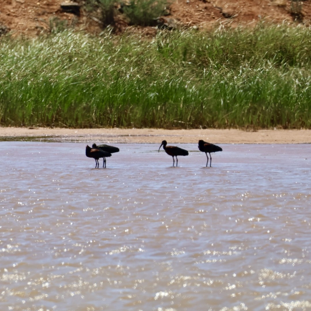 Çeltikçi - ML646430391