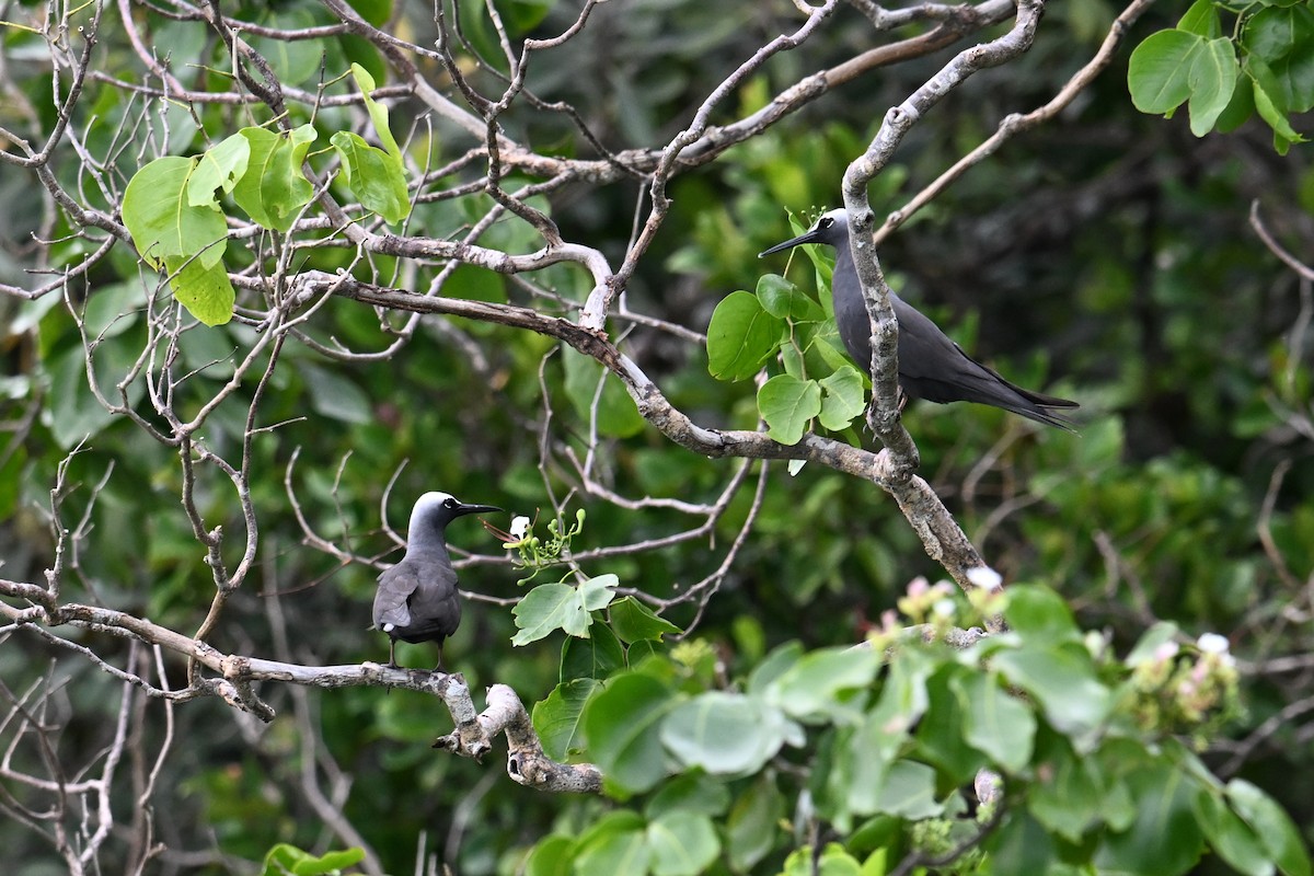 Kara Nodi - ML646430392