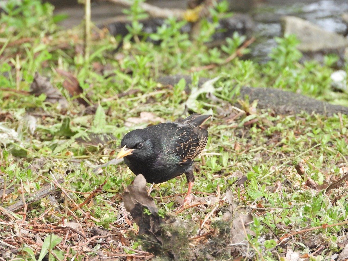 Sığırcık - ML646430393