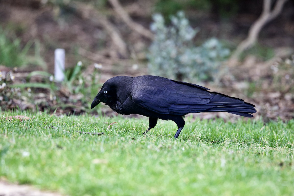 Avustralya Kuzgunu - ML646430394