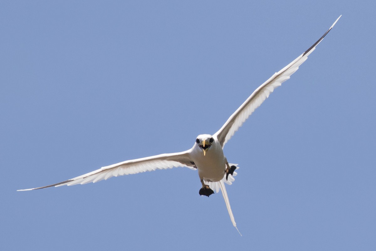 Sarı Gagalı Tropikkuşu - ML646430395