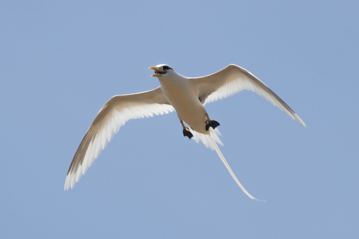 Sarı Gagalı Tropikkuşu - ML646430396