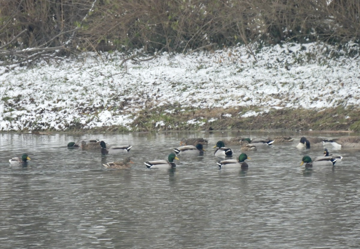 Yeşilbaş - ML646430397