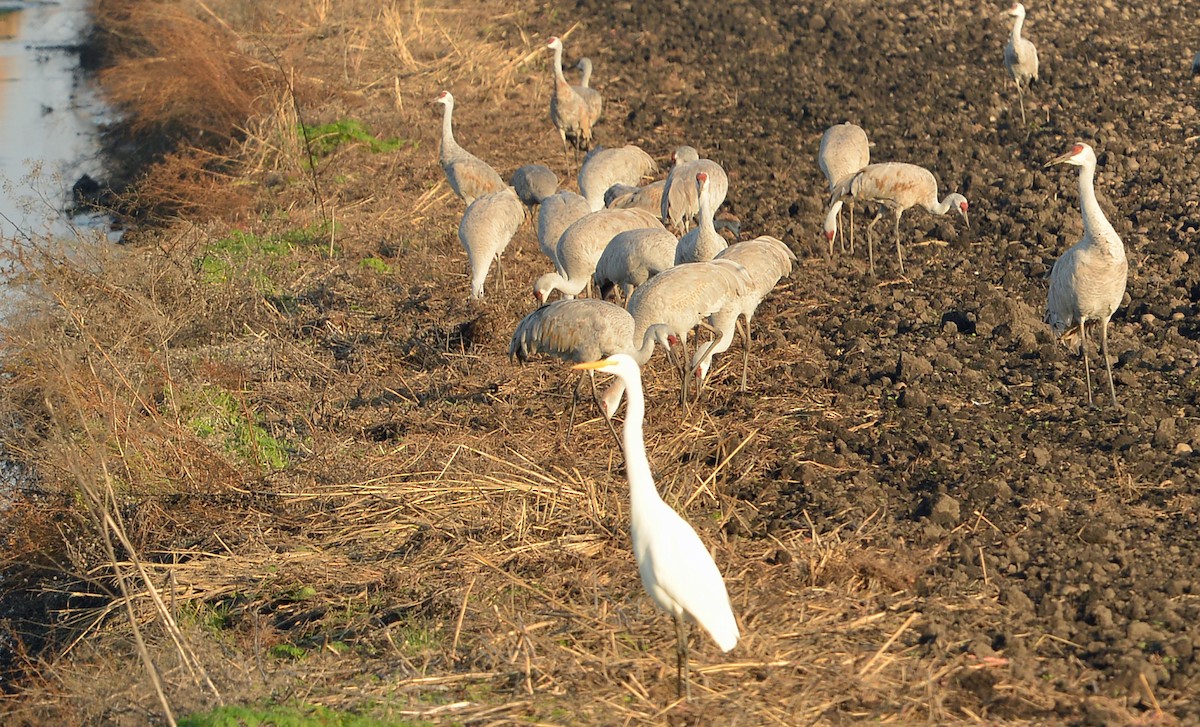 Kanada Turnası - ML646430398