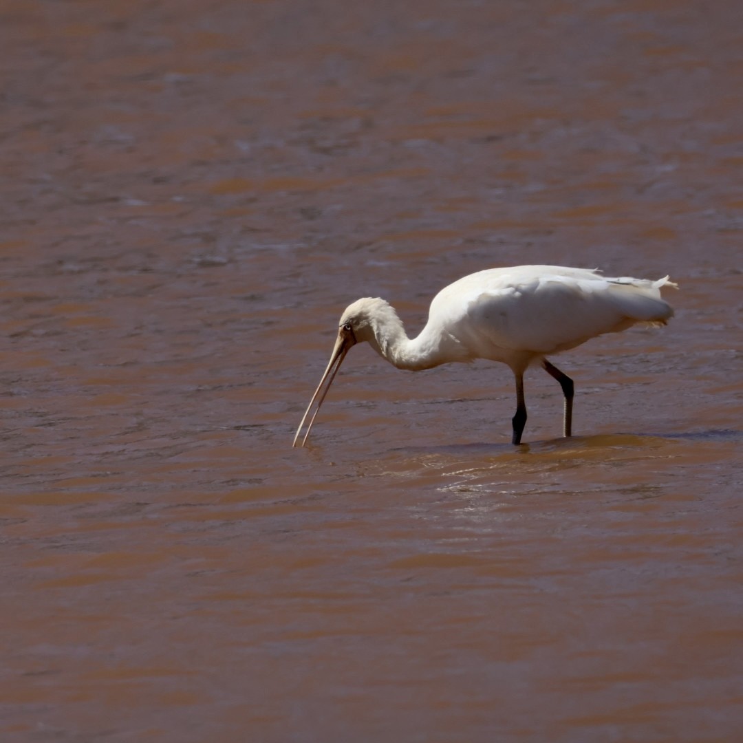 Sarı Yüzlü Kaşıkçı - ML646430399