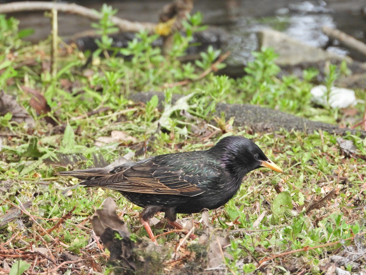 Sığırcık - ML646430400