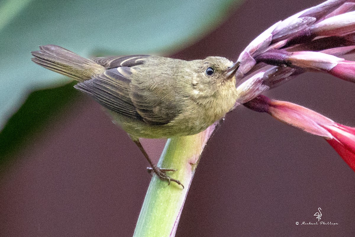 Kurşuni Çiçekdelen - ML646430401