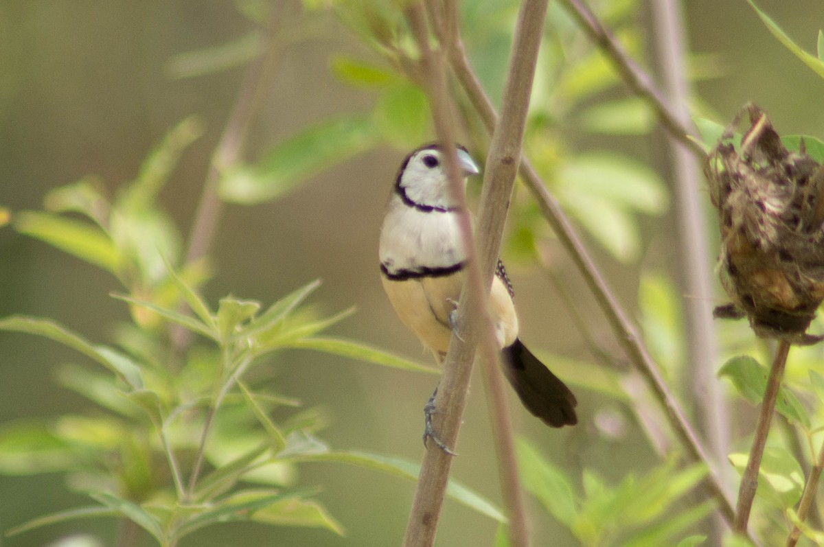 Baykuş İspinozu - ML646430403