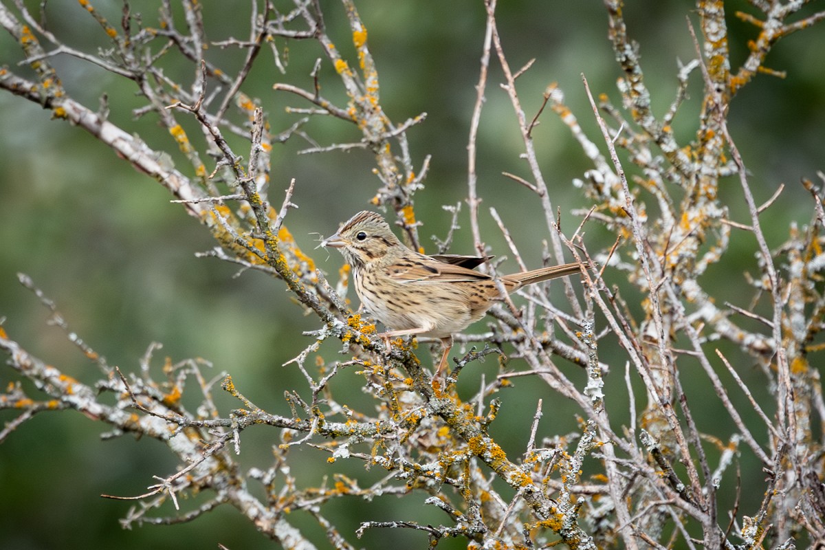 Akşamcı Serçe - ML646430404