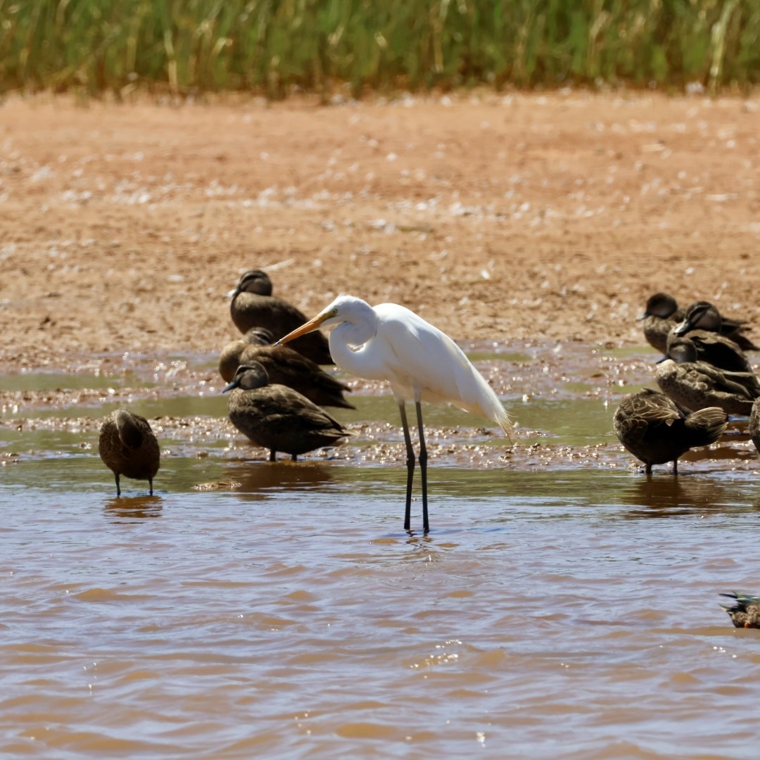 Büyük Ak Balıkçıl - ML646430405