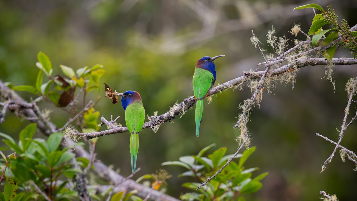 Selebes Arıkuşu - ML646430406