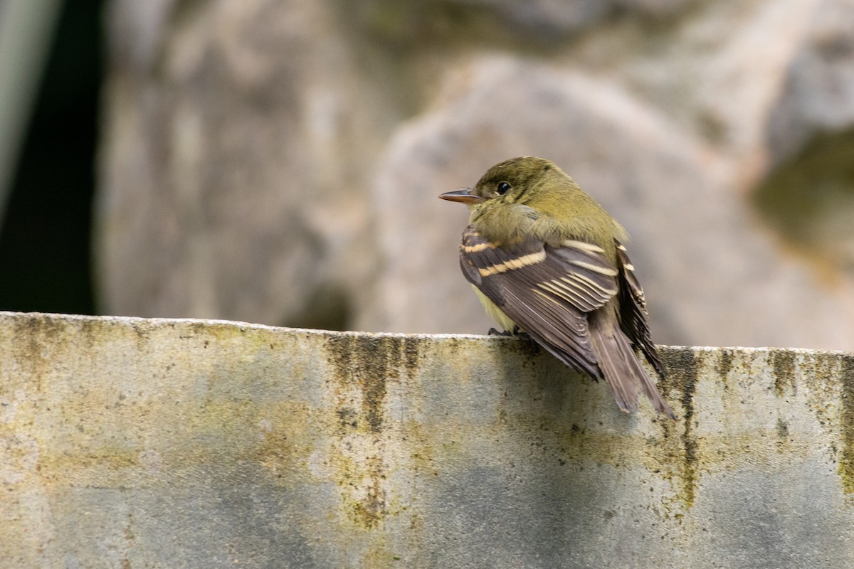 Akadya Sinekkapanı - ML646430407