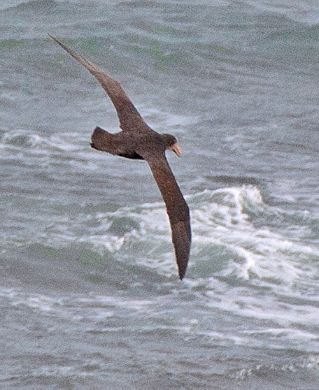 Antarktik Dev Fırtınakuşu - ML646430408