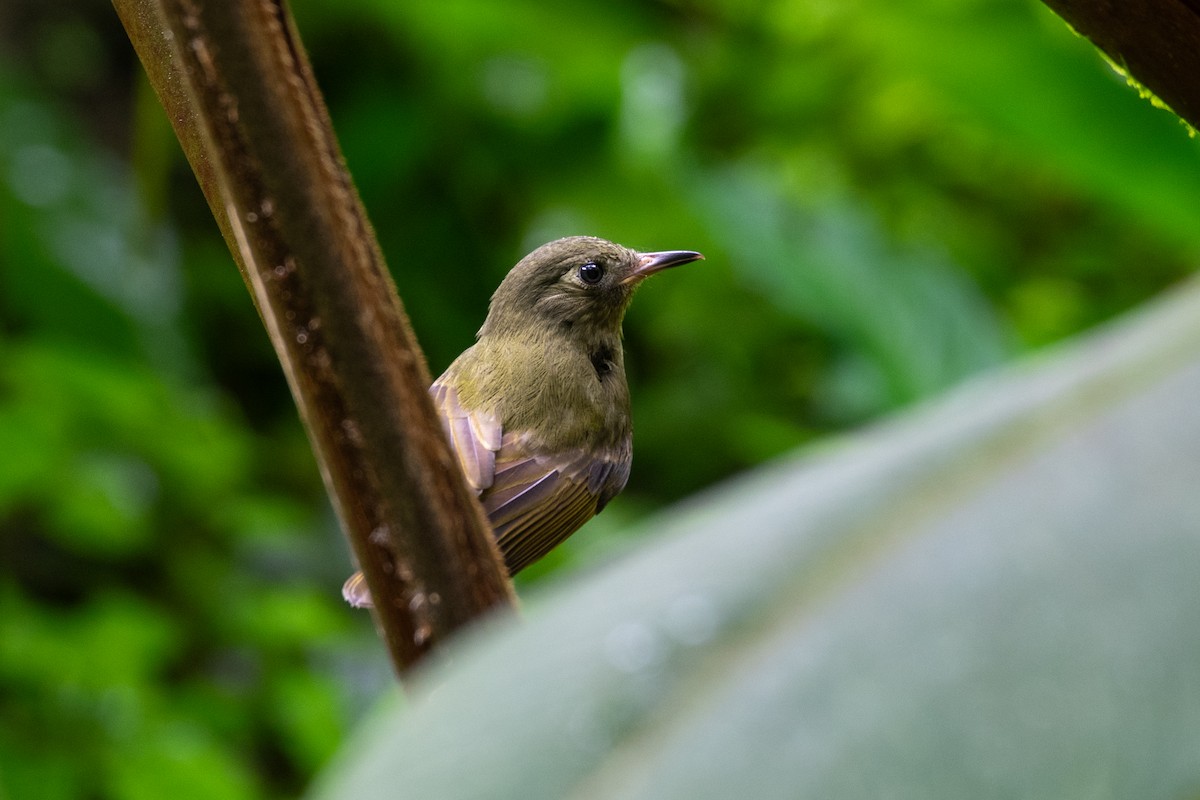 Çizgili Zeytuni Tiranület - ML646430409