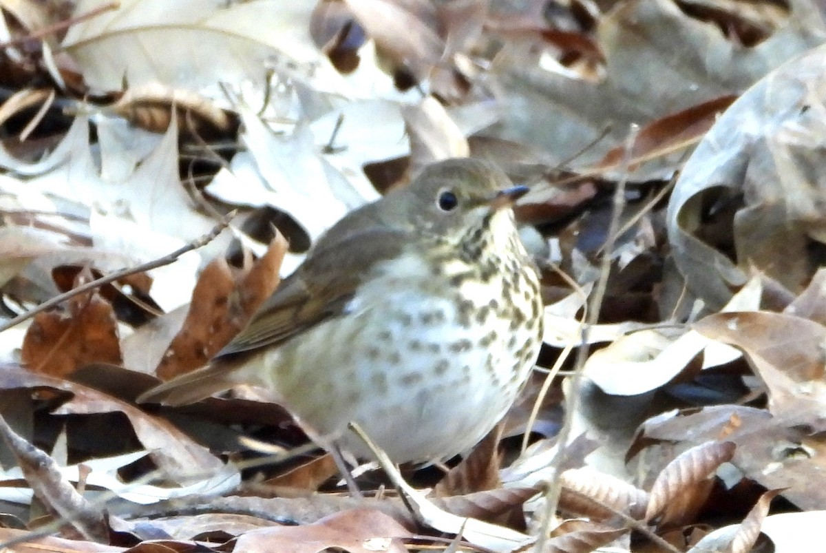 Münzevi Bülbül Ardıcı - ML646430410