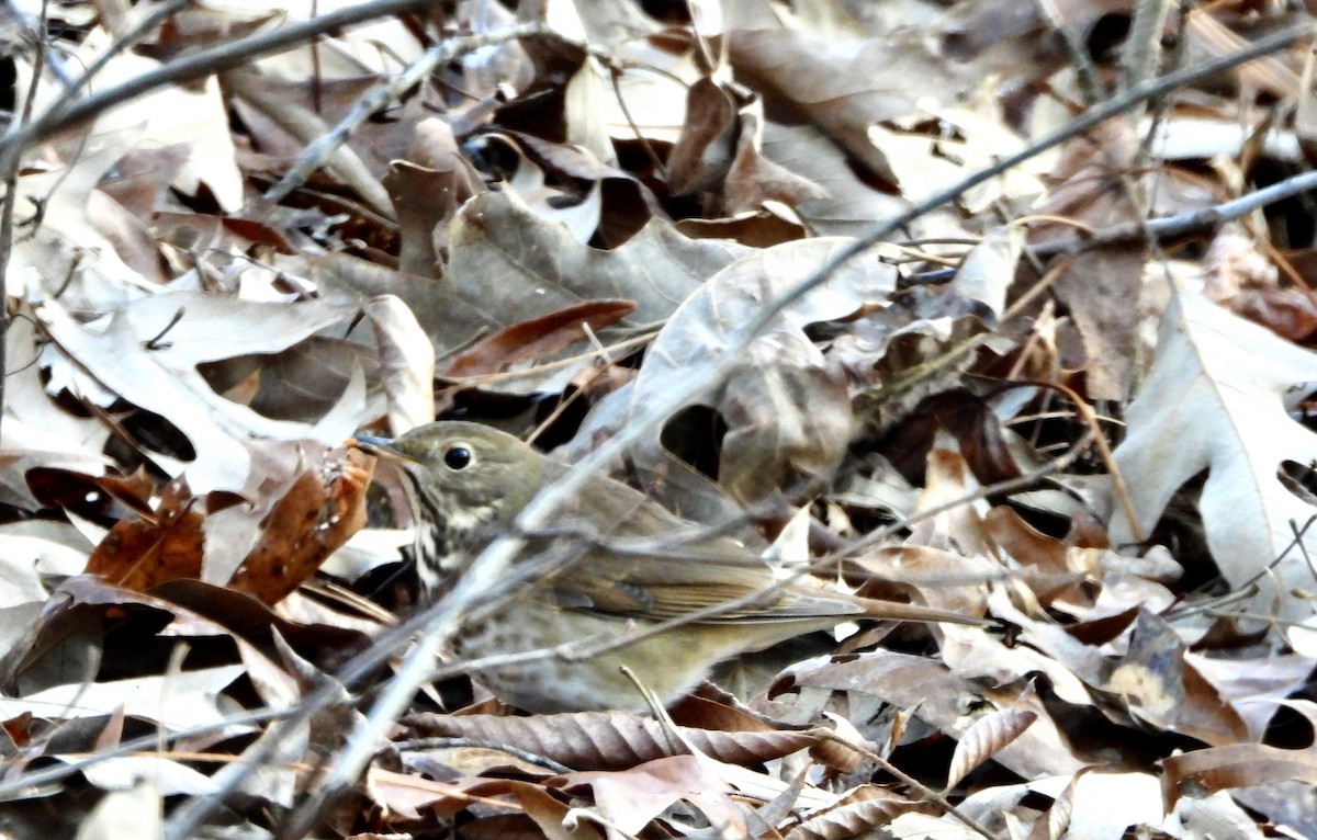 Münzevi Bülbül Ardıcı - ML646430411