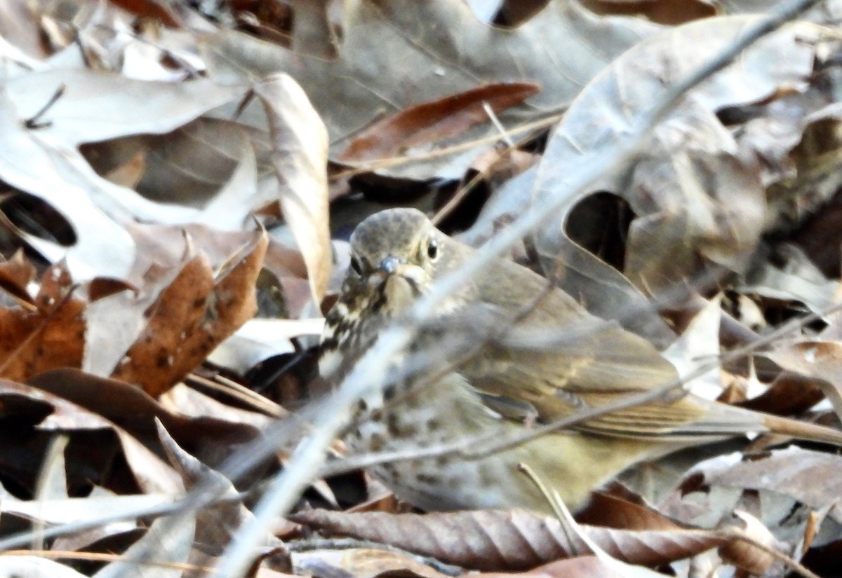 Münzevi Bülbül Ardıcı - ML646430412