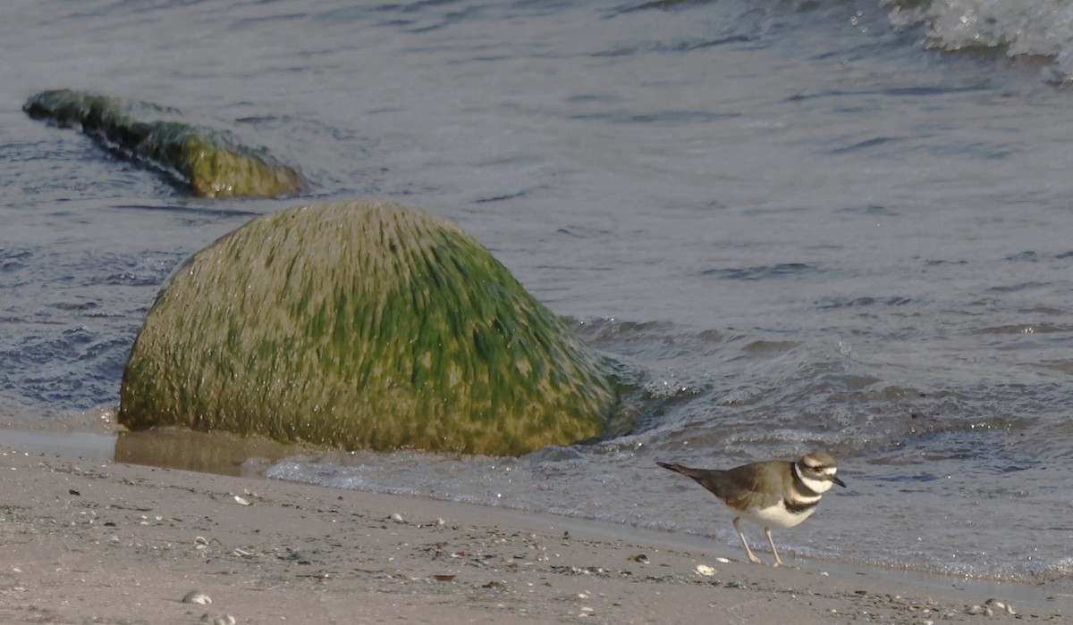 Çayır Cılıbıtı - ML646430413