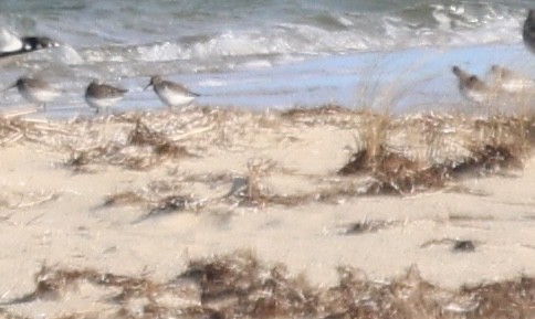 Kara Karınlı Kumkuşu - ML646430415