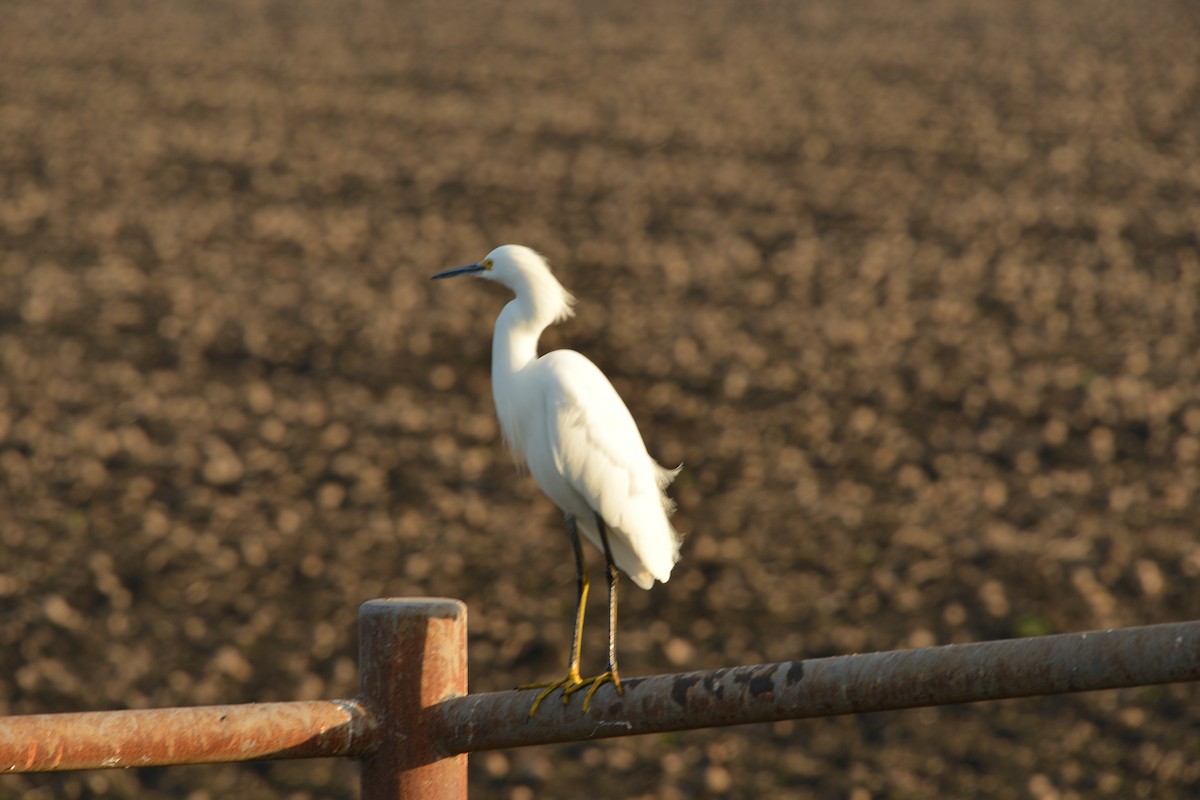 Karbeyaz Balıkçıl - ML646430416