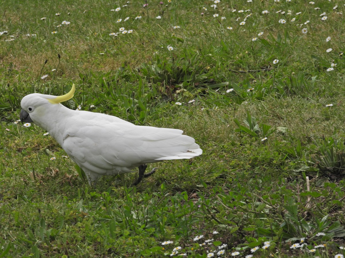 Büyük Sülfür Kakadusu - ML646430417