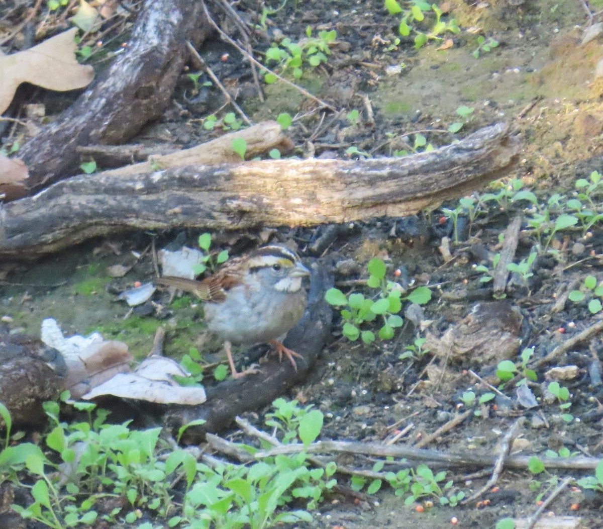 White-throated Sparrow - ML646430418