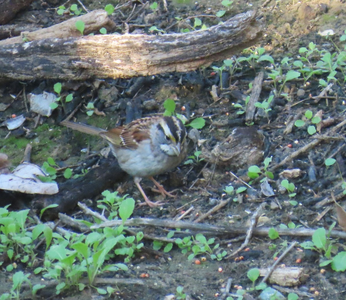 White-throated Sparrow - ML646430419